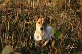 JACK RUSSEL 384